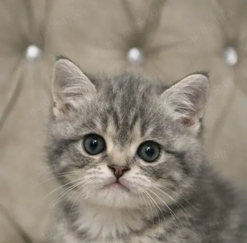 Pisica British Shorthair