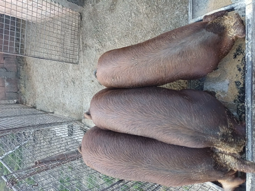 Vand soldani duroc original