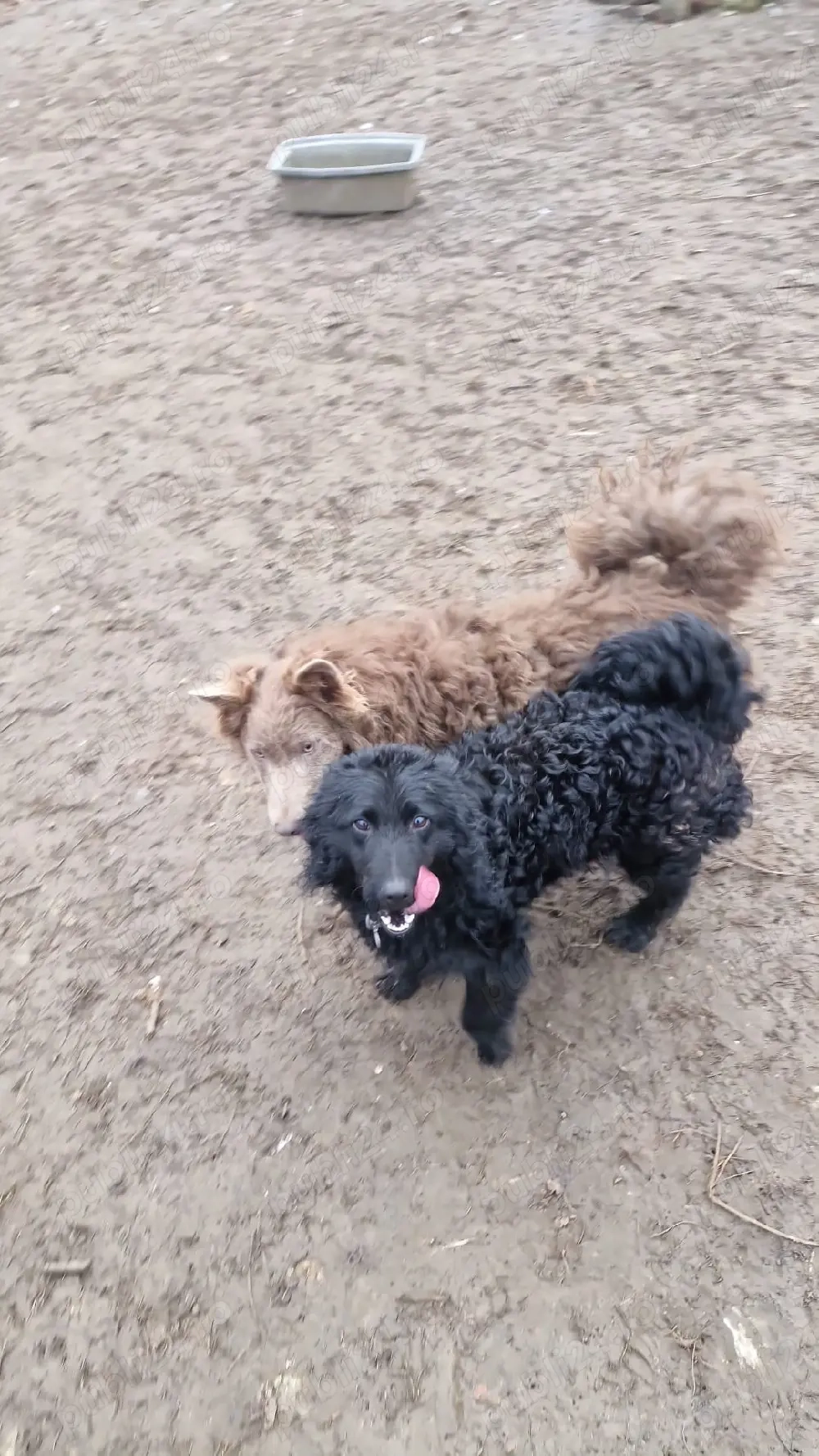 Vănd câini de inturnat oile