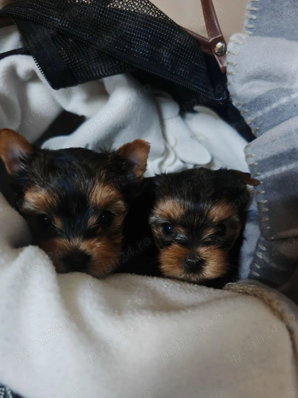 Băiețel yorkshire terrier 