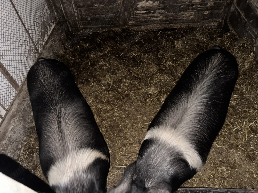 porc bazna