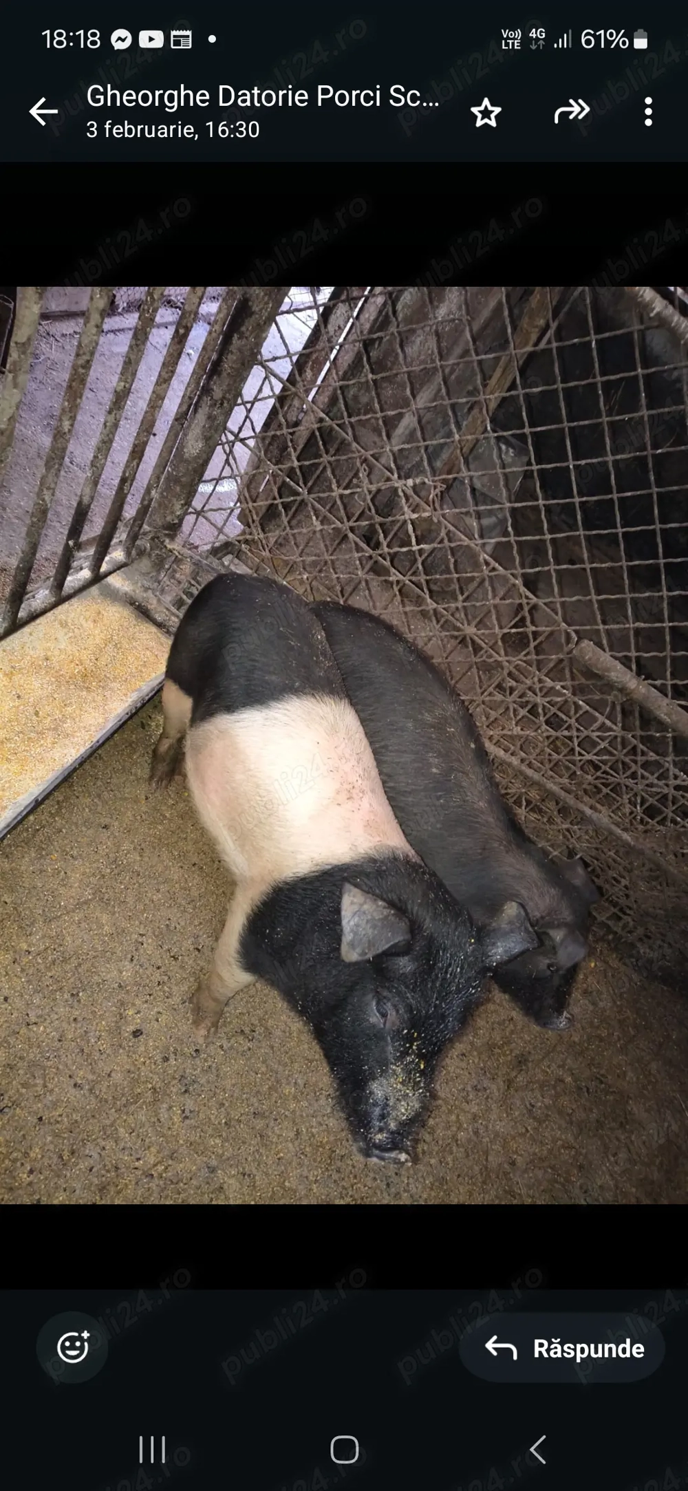 Bazna foarte frumoși 