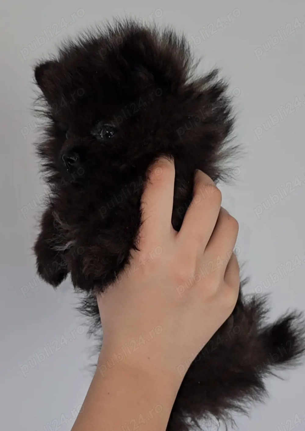 Se ofera catel pomeranian talie foarte mica