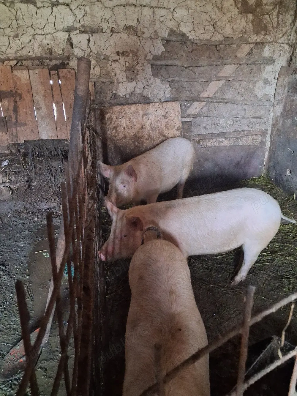 purcele pitrean pt inmultit