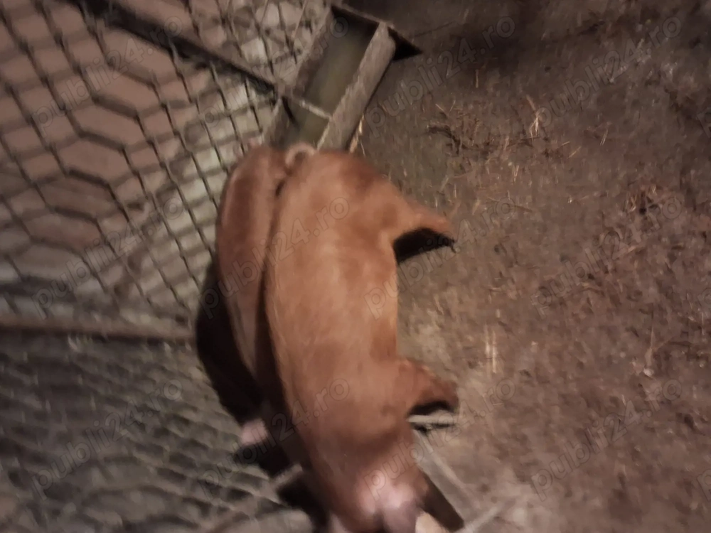 Vind soldanei rasa duroc.Castrati,deparazitati