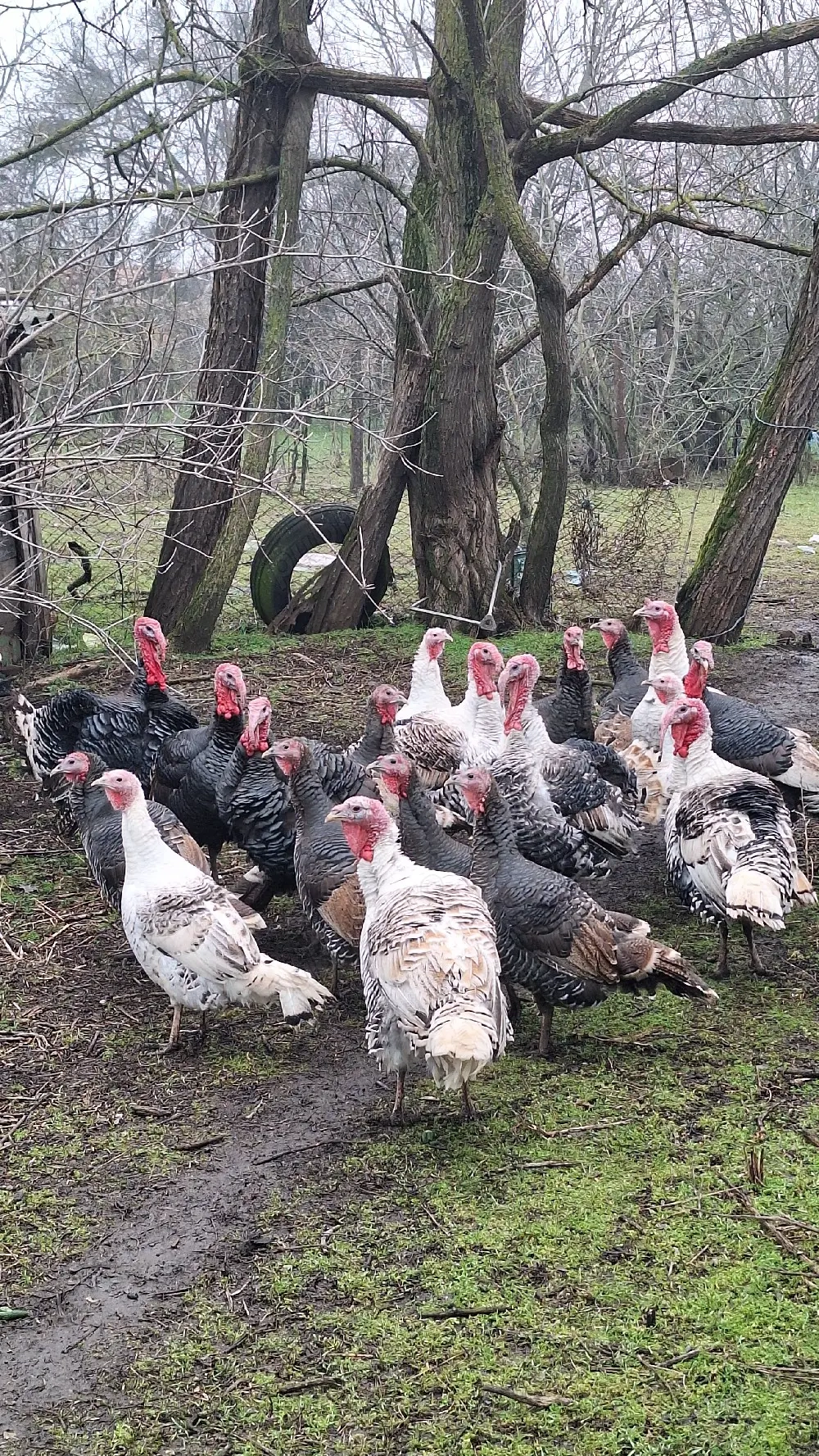 Vând curcani si curci