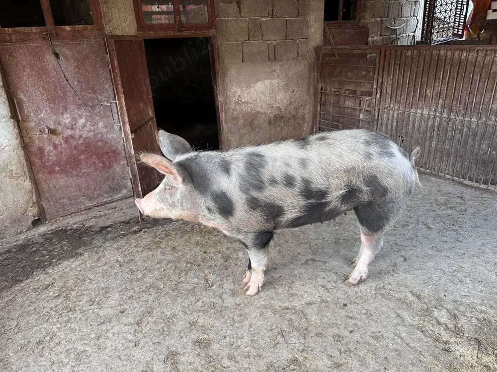 Vand porc, scrofita aprox 90 kg. 