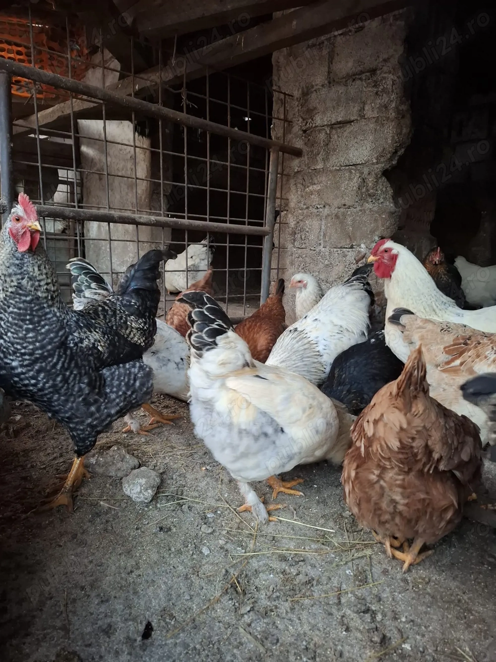 Gaini de casa hunedoara