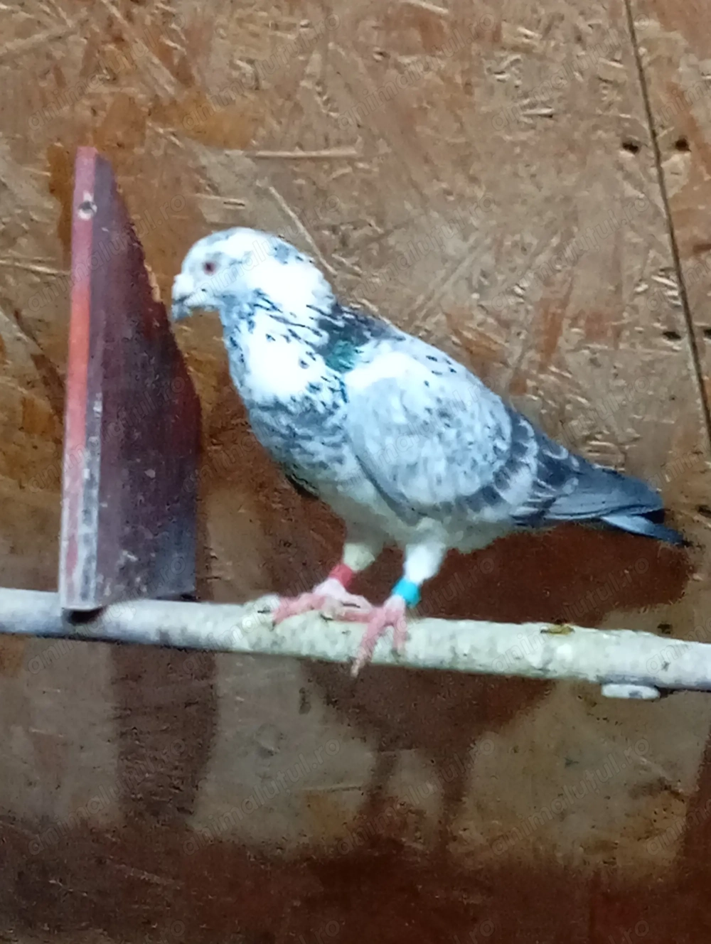 PORUMBEI VOIAJORI DE VÂNZARE.Se vând din cauza că sânt obligat să reduc din efectiv.