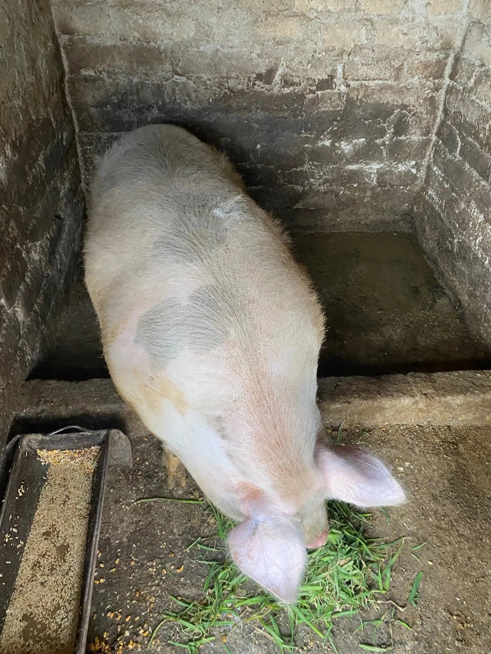 De vânzare 13 lei kg în viu 