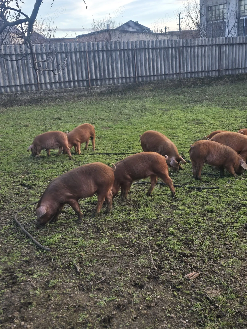 Vând porci grăsuni