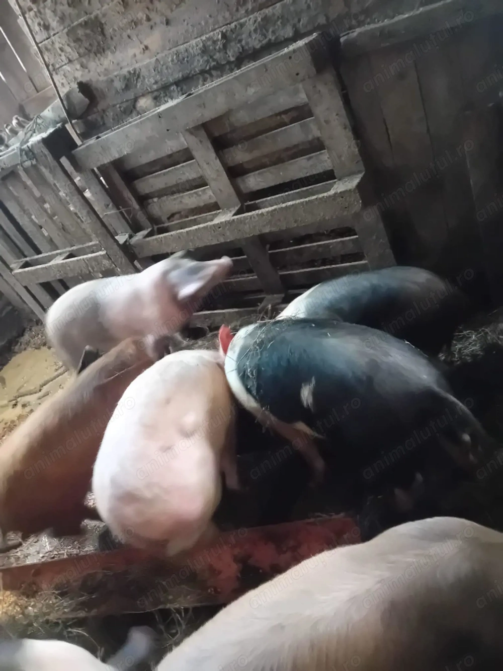 Vând 40 de porci între 40-80 de kg