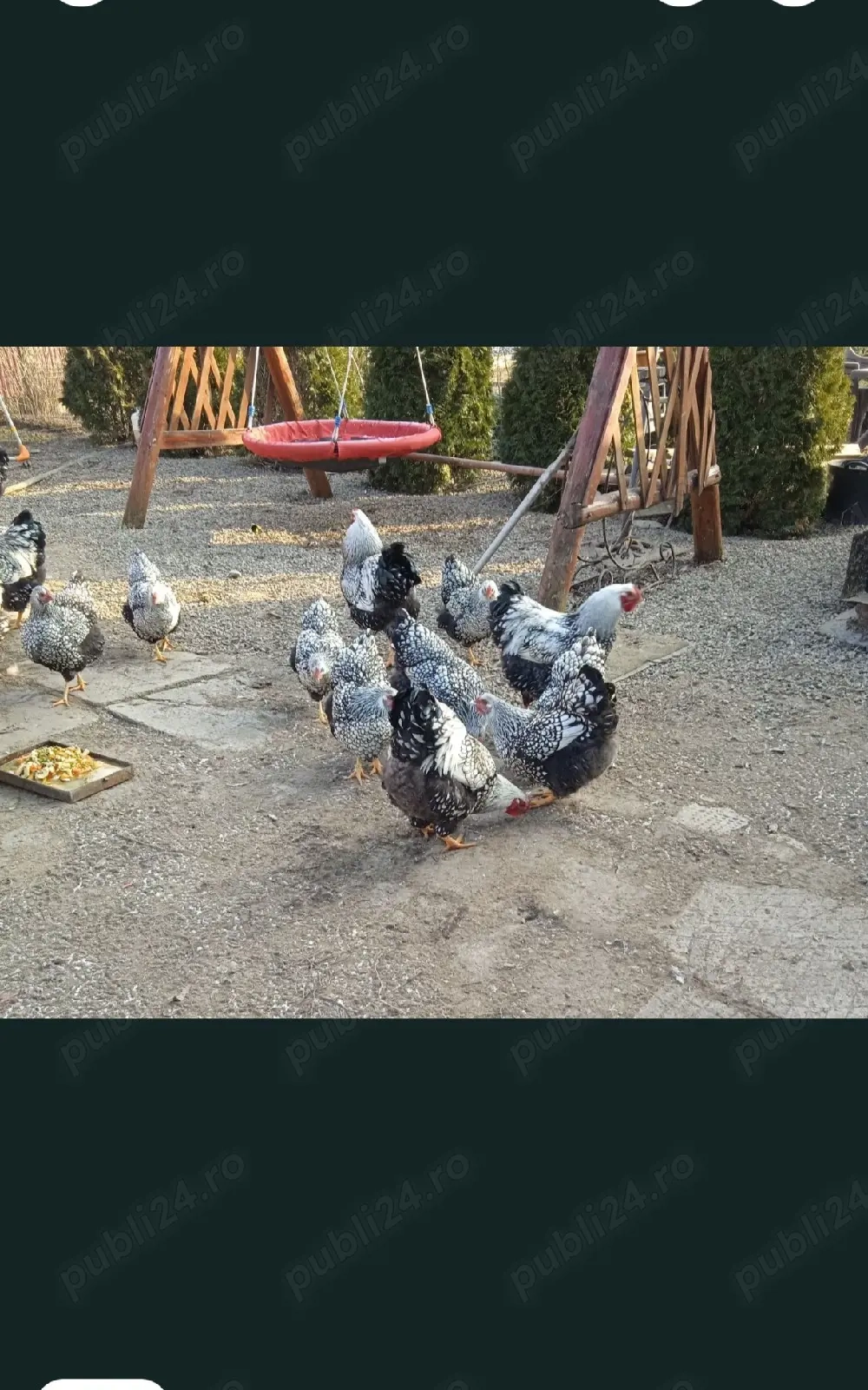 vand pui wyandotte argintiu 