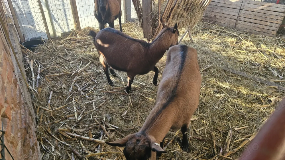 Capre alpina franceza