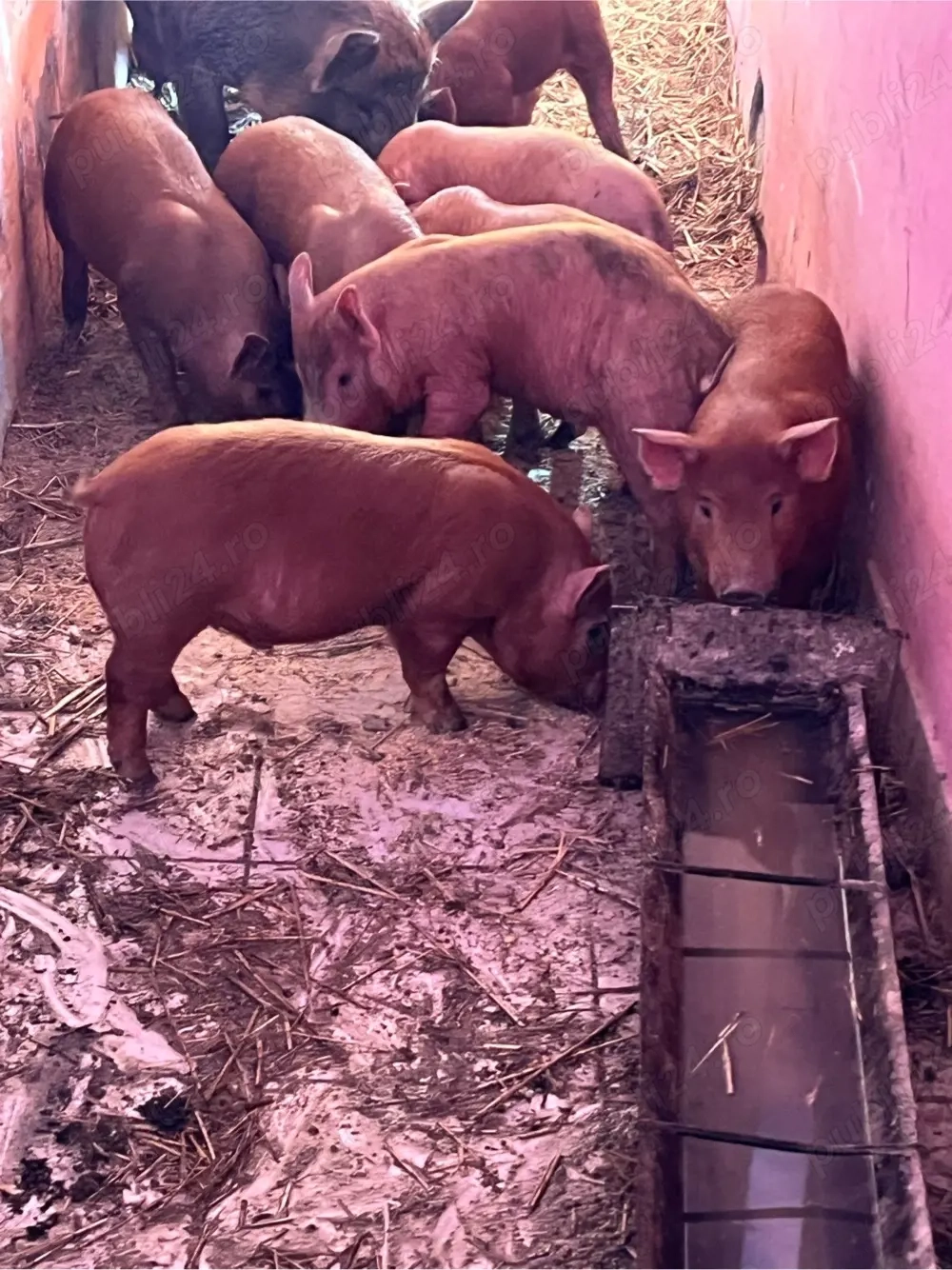 vand purcei durok kurat de 8 saptamani 12 buc 