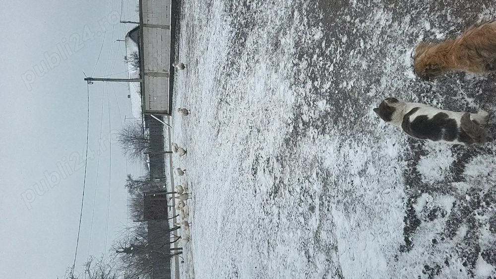 Gaste tinere de vanzare