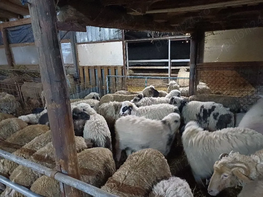 miei turcani de vânzare 