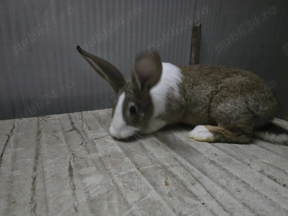 Iepuri carne Alb Pannon si Hycole francez