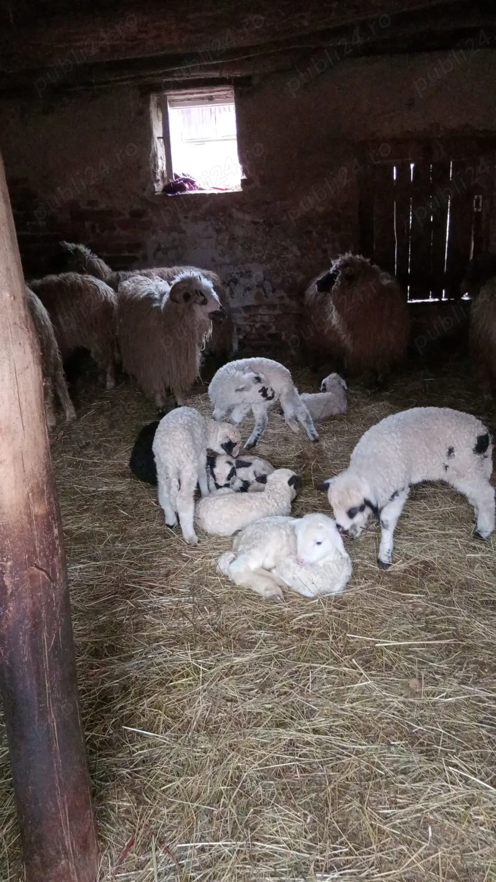 Vând mioare tinere gestante 