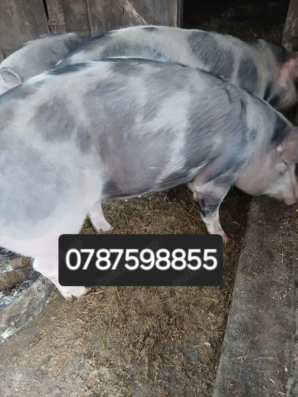 Porci de vânzare, rasa Pietrain