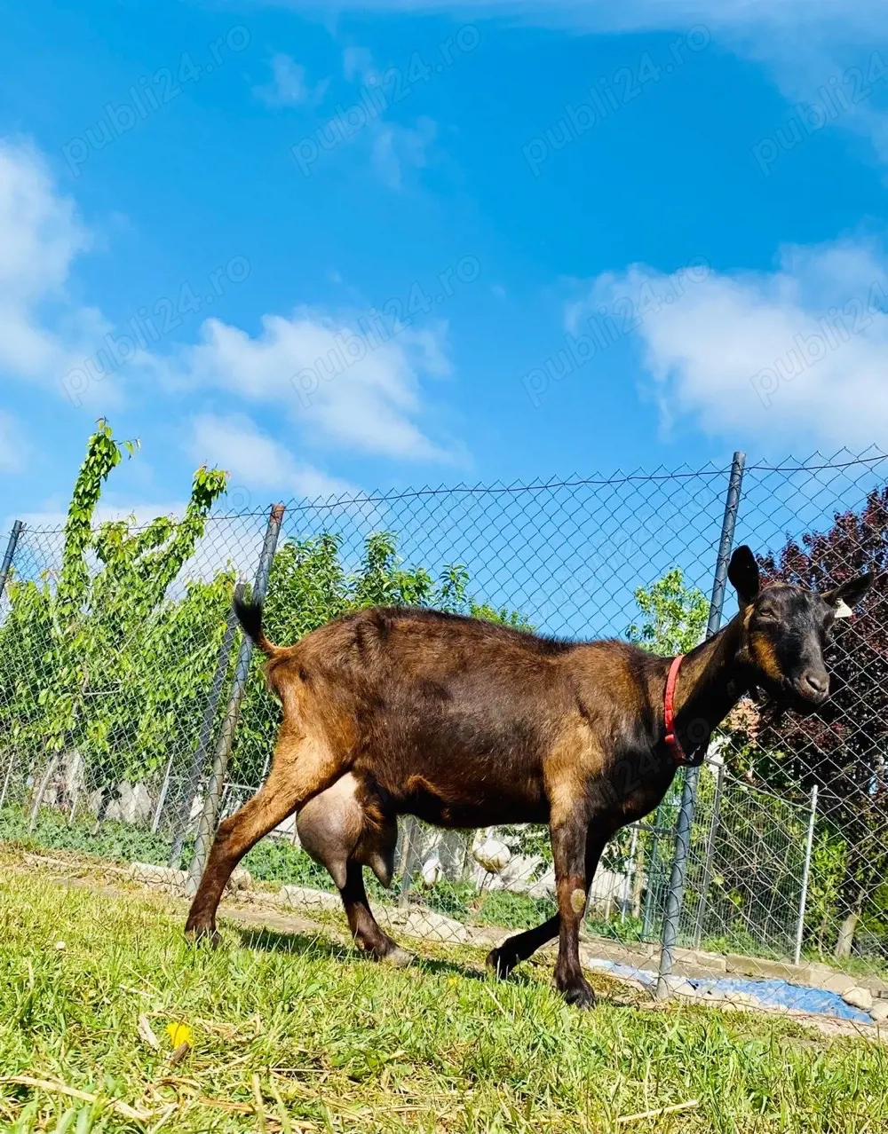 Țap Alpina Franceza