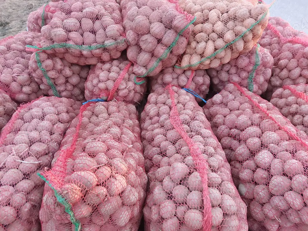 cartofi de sămânță și de consum. 