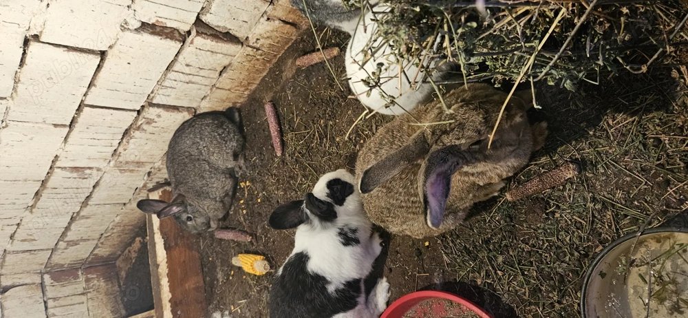 Vând iepuri 100lei negociabil 