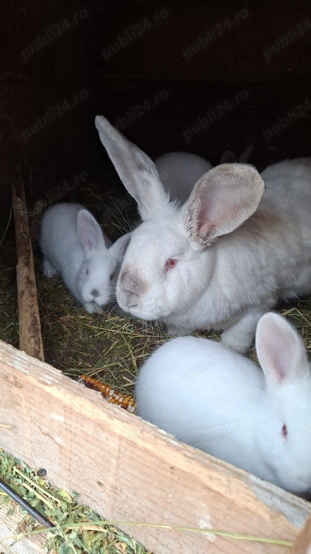 vand iepuri californieni,adulti,pui 