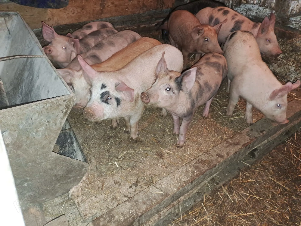 Vând purcei și șoldani 