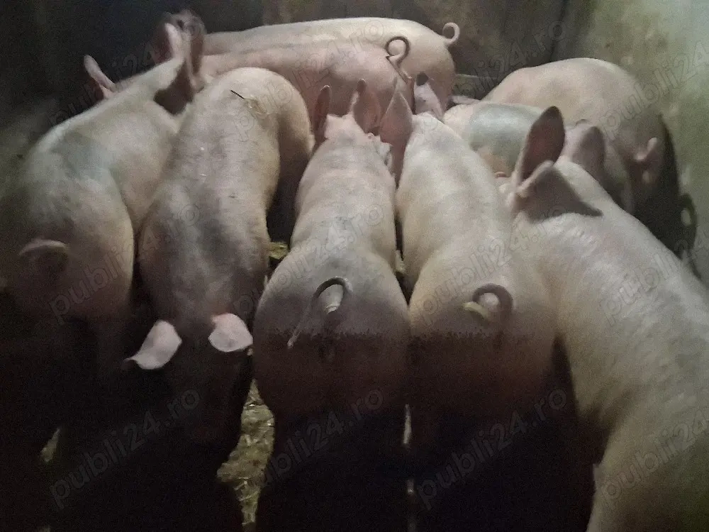 vând  22 soldani Rasa de calitate Marele Alb 50 kg (masculi castraţi)