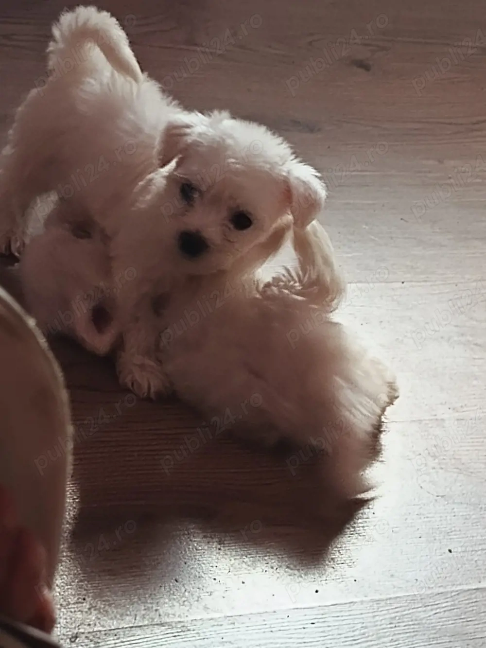 Cățelușe bichon maltez