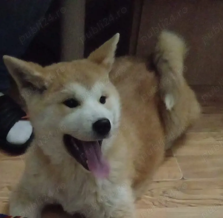 Cățeluși akita inu japonez