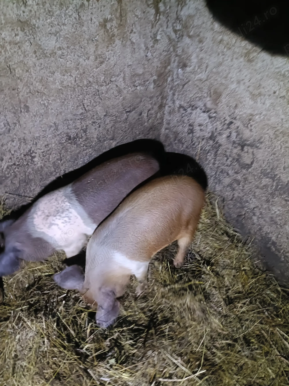 Vând două grăsune !!