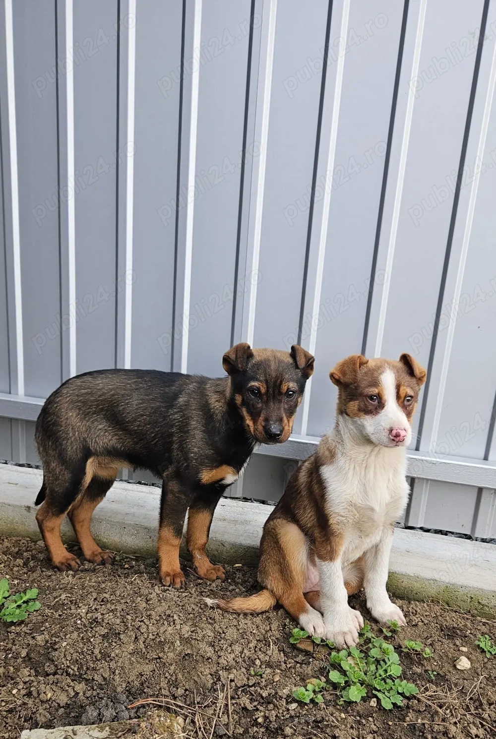 Ofer spre donație 2 cățelușe