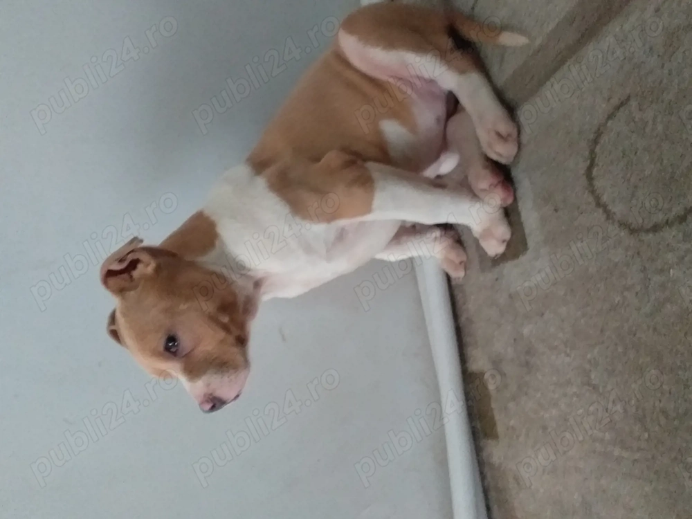 Femela amstaff cu pedigree