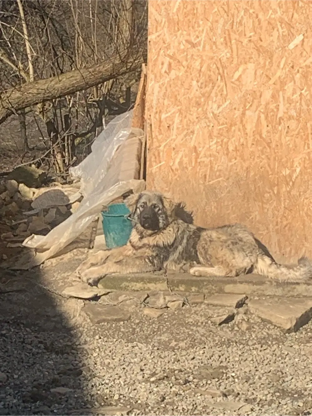 vand ciobanesc varsta 8 luni