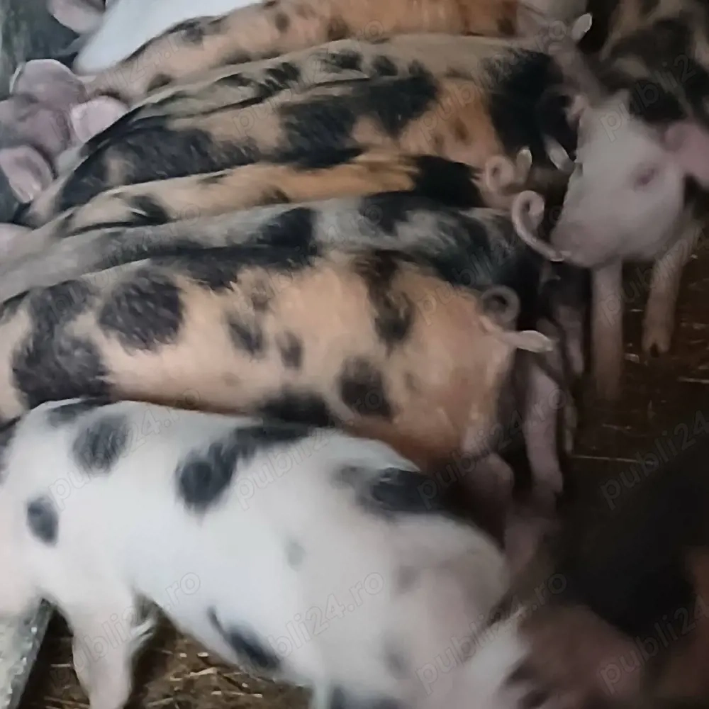 purcei de vânzare 500 lei buc