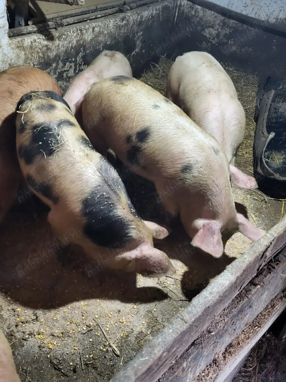 Porci de 80-100 kg de vanzare langa Bucuresti Ilfov