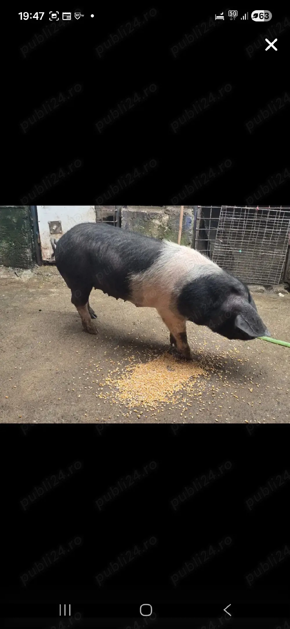 Scroafă BAZNA, perfect pretabilă la montă!