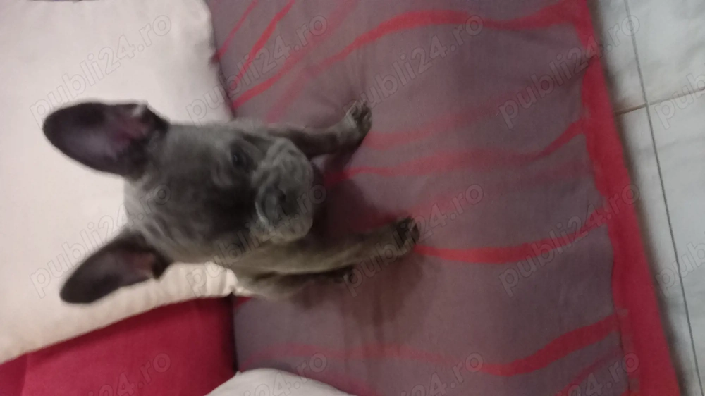 Caine buldog francez