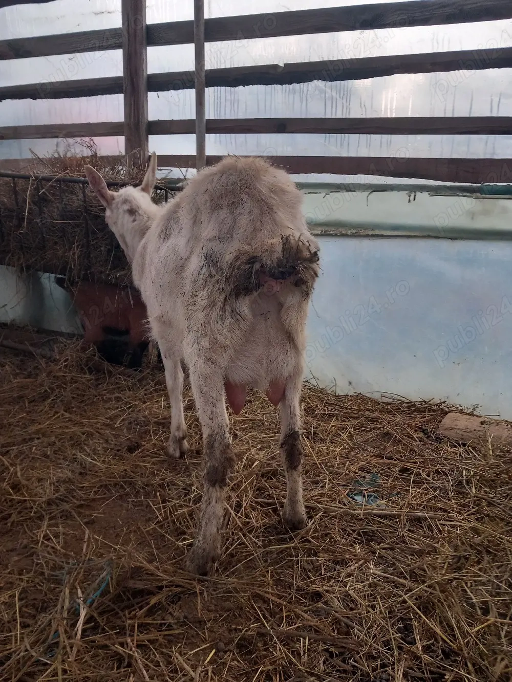 vand capre sannen și alpina franceză 