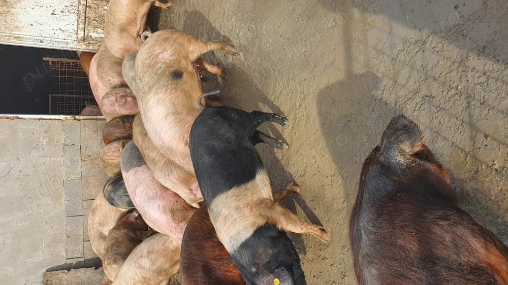 De la mic la mare gata de plecare.