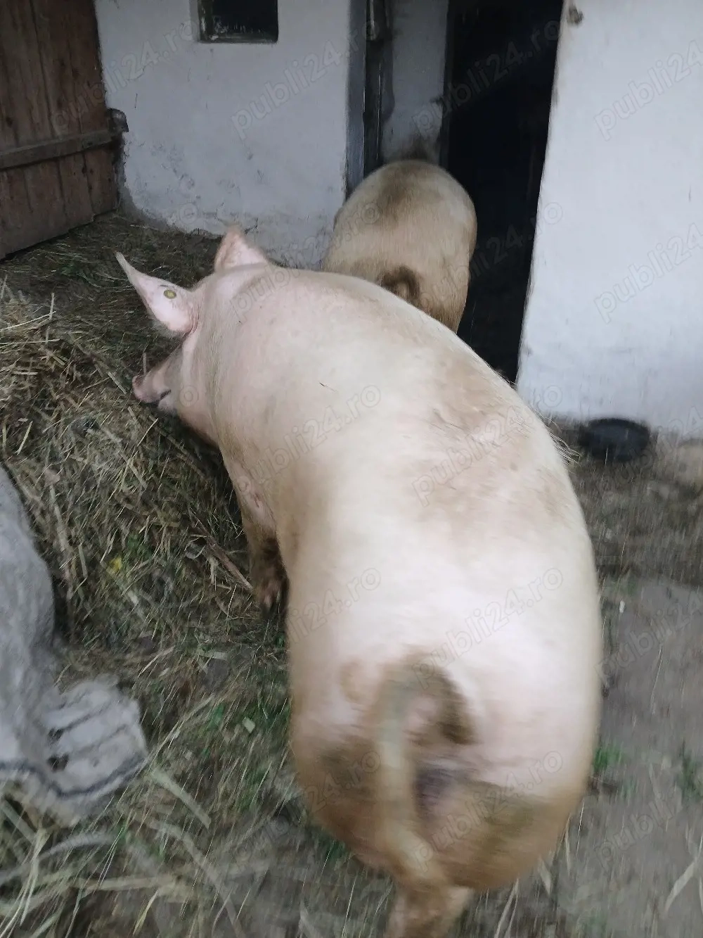 Vând porc crescut bio