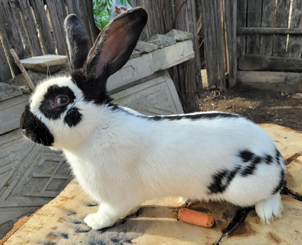 Mascul Fluture German original