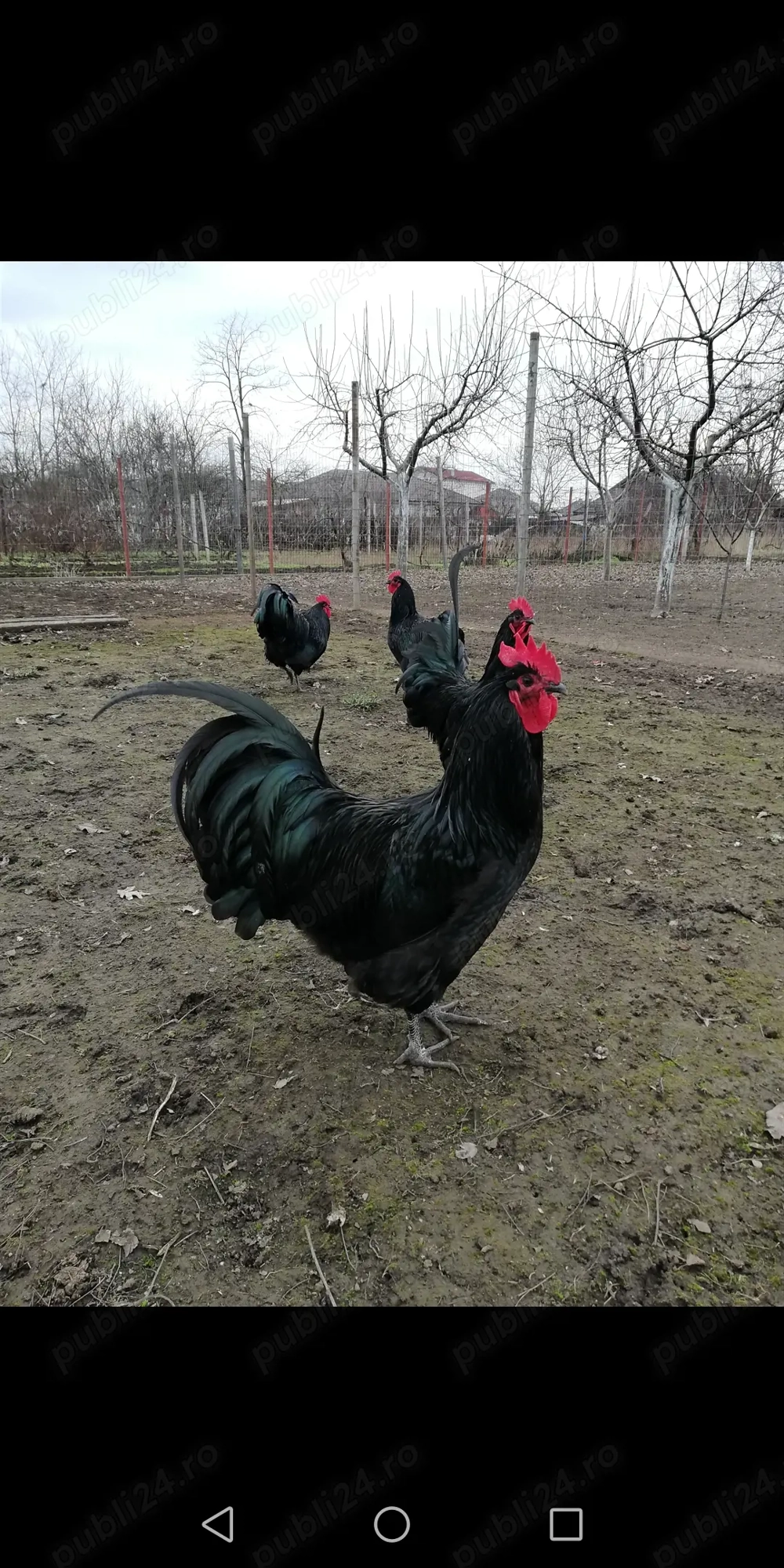 Vând, Schimb Cocoș Australorp 