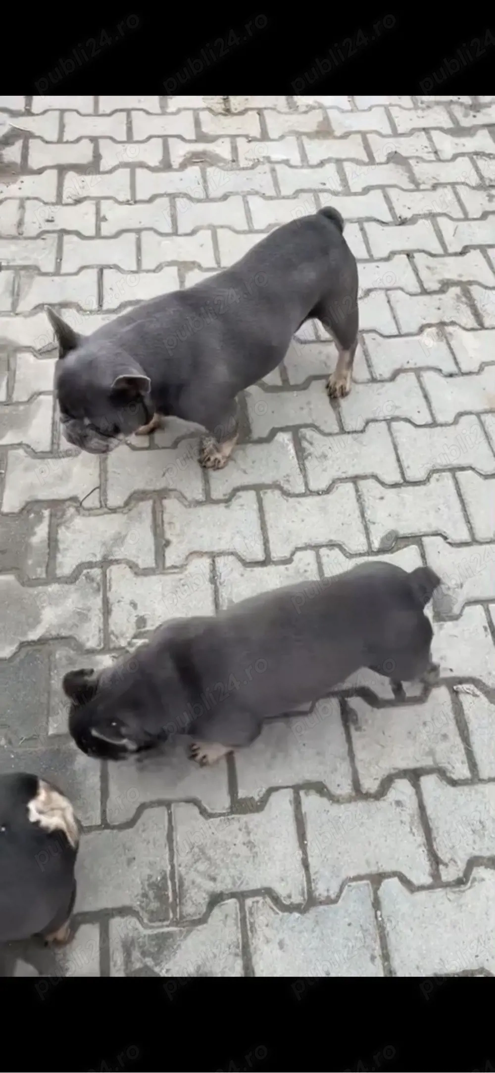 buldogi francezi cu pedigree