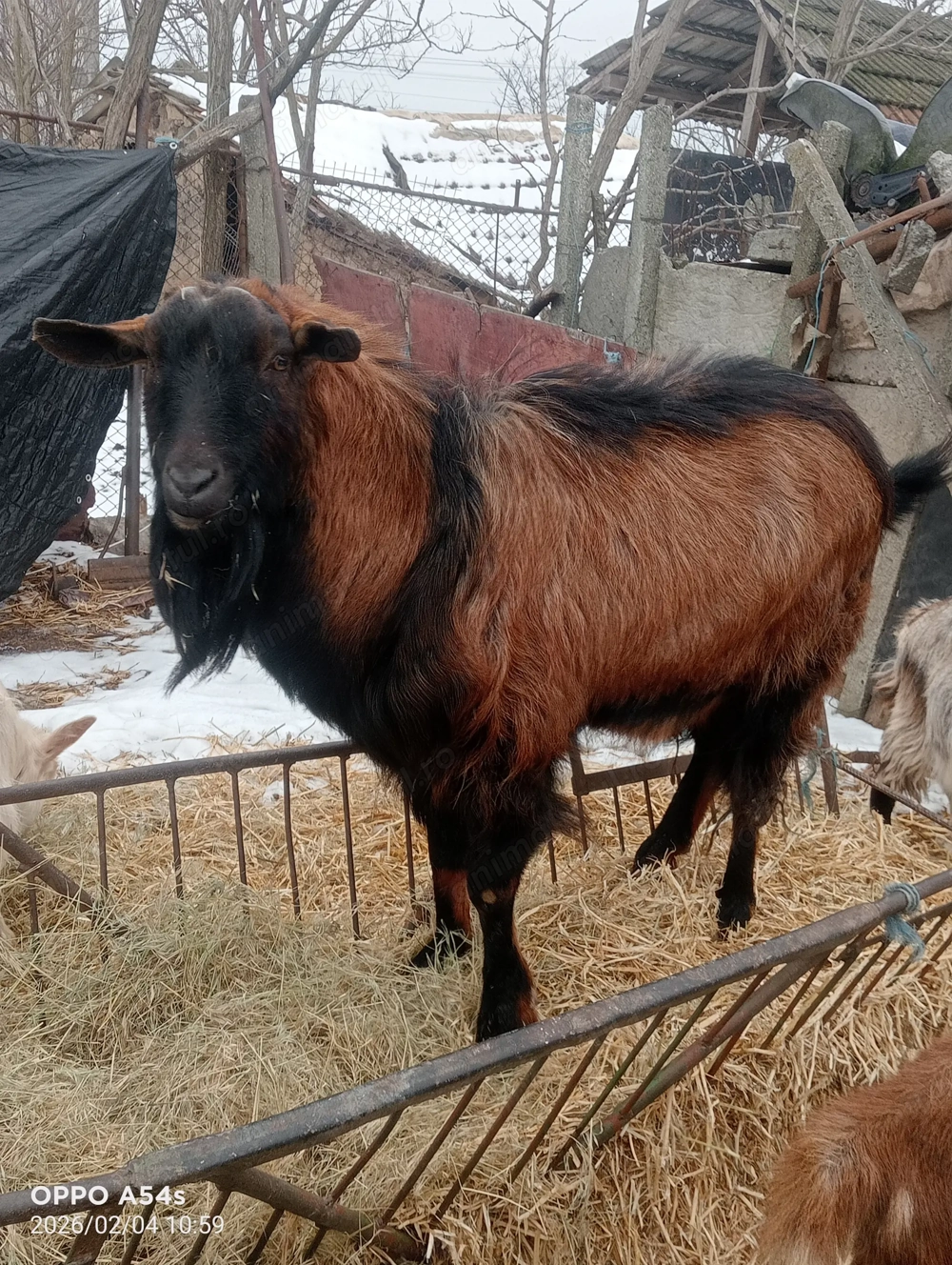 Vând un țap și două iede 