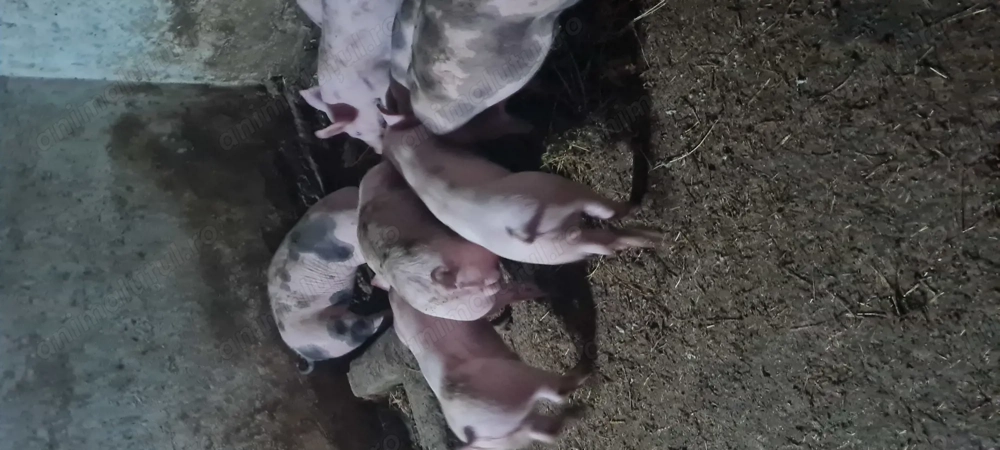 Purcei Landrace și Petrain 