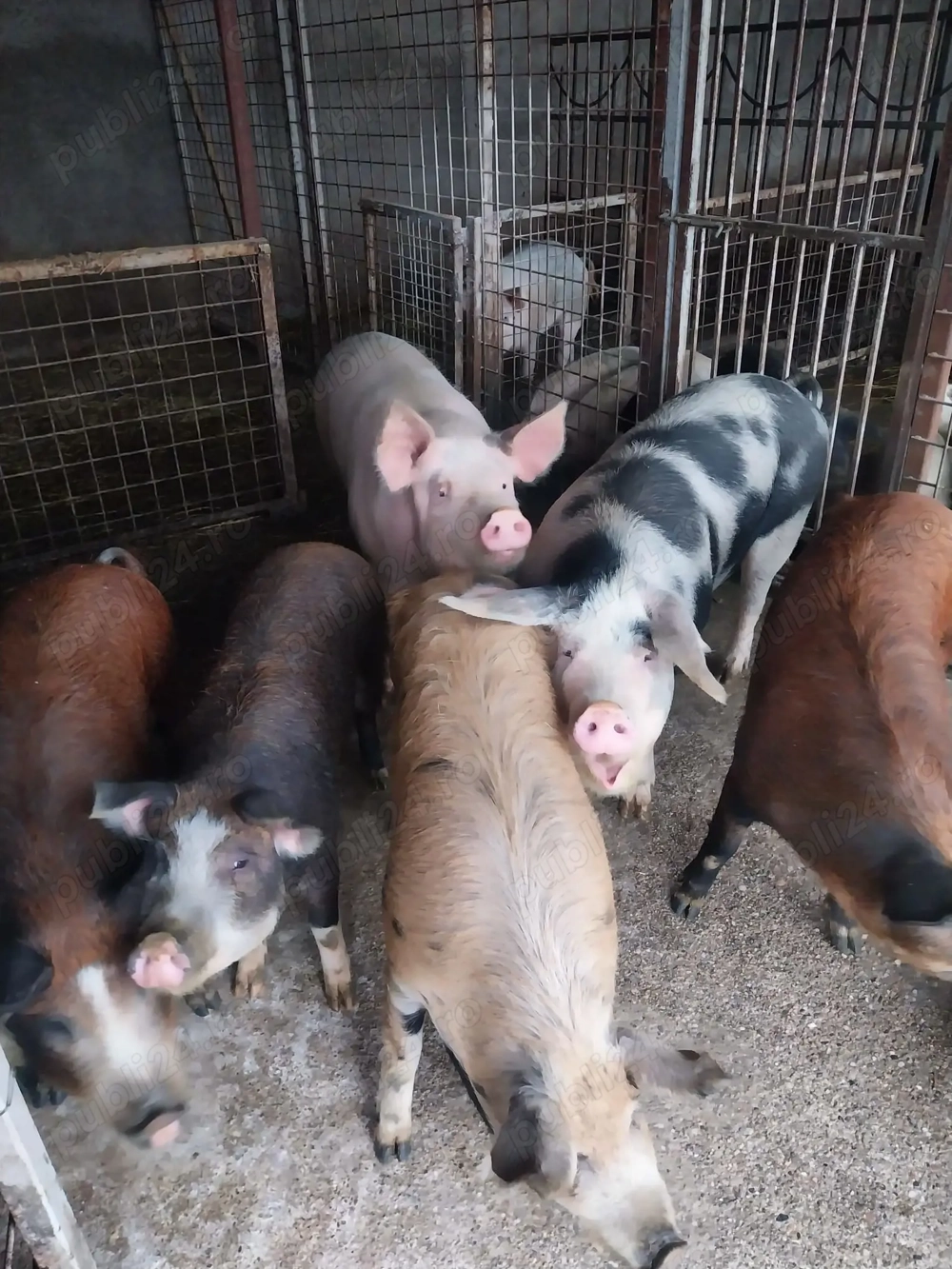 Porci de vanzare rasa Doruk