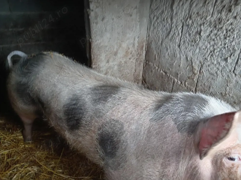 Vând purcea de 1 an 